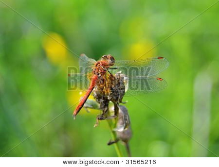Rød guldsmed (coleopteres splendens)