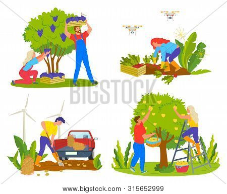 Harvesting People On Field Vector, Man And Woman Picking Grapes. Lady Working On Plantation With Car