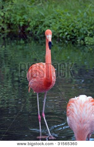 Amerikanske Flamingo
