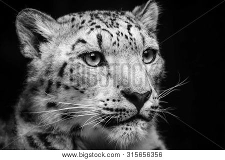 Portrait Black And White Leopar. Detail Panthera On The Black. Monochromatic Detail Wild And Dangero