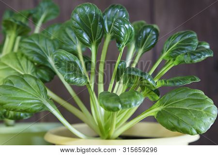 Natural Vegetarian Food, Raw Food Diet. Healthy Healthy Vitamin Nutrition. Growing Plants At Home On