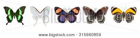 Set of beautiful and colorful butterflies isolated on white.