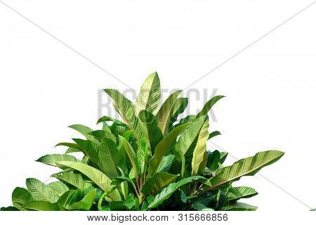 Elephant Apple Tree With Leaves Branches And Sunlight On White Isolated Background For Green Foliage