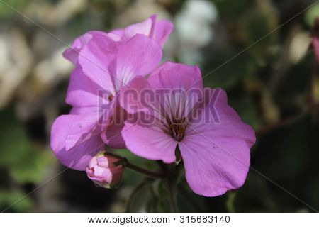 Pink Geranium In The Early Morning Sunlight
