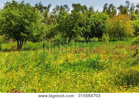 Blooming green meadow and red anemones. Jewish Easter in Israel. Holiday. Spring blooming Golan Heights. The concept of ecological, active and photo tourism