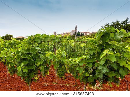 View Of Typical Istrian Vineyards In The Red Soil