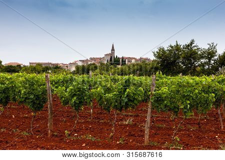 View Of Typical Istrian Vineyards In The Red Soil