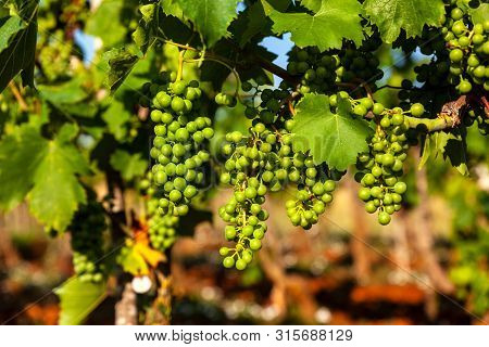 White Grapes Of Typical Istrian Vineyards In The Red Soil