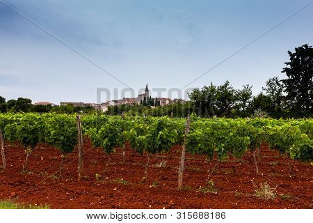 View Of Typical Istrian Vineyards In The Red Soil