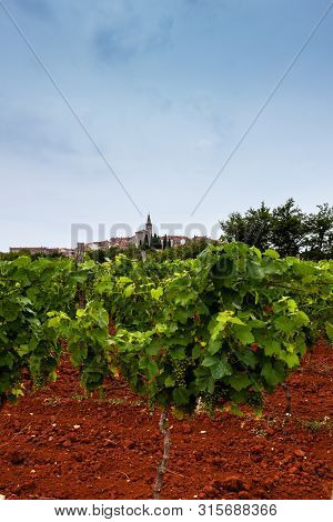 View Of Typical Istrian Vineyards In The Red Soil
