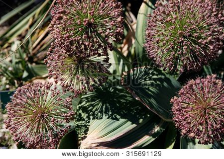 Macro Photo Nature Purple Allium Onion Flower. Background Texture Of Round Fluffy Blooming Lilac Col