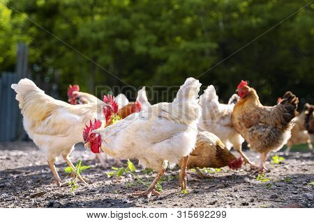 White And Multicolored Chickens In The Yard In The Countryside. Chickens Walking In The Yard