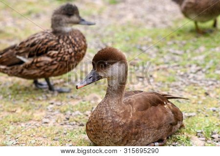 A Female Red Crested Pochard Lying In The Foreground With A Falcated Duck In The Background