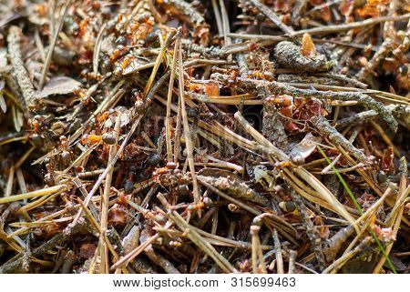 Anthill In The Forest Close Up. Strong Forest Insects. Ant. Large Group Of Ants