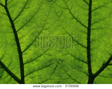 Gunnera blad