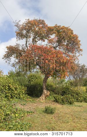 Autumn Tree In Southend Cliff Gardens, Westcliff, Southend-on-sea, Essex, England