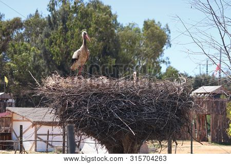 Portugal Stork Nest. Bird Fauna Of Algarve Region.