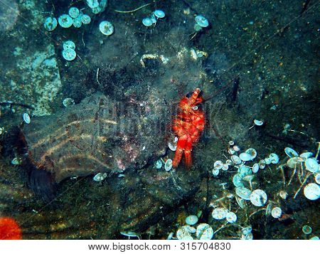 Red Hermit Anemone Caring Crab (dardanus Arrosor)