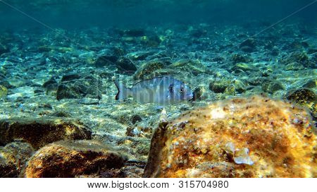 Gilt Head Bream Fish, Mediterranean Underwater Shoot