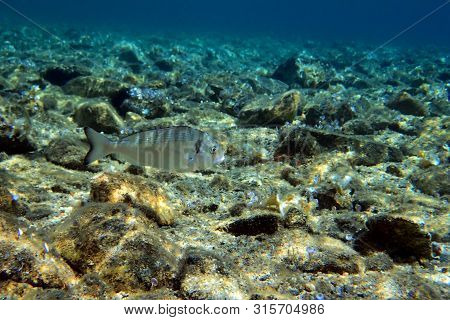 Gilt Head Bream Fish, Mediterranean Underwater Shoot
