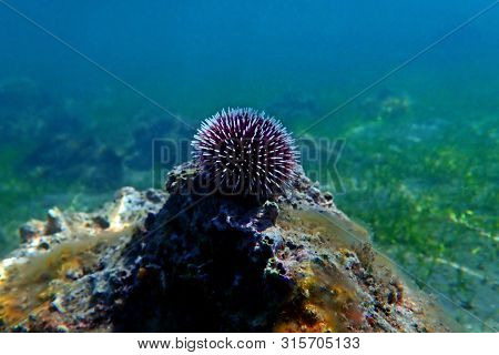 Underwater Mediterranean Purple Sea Urchin - Sphaerechinus Granularis