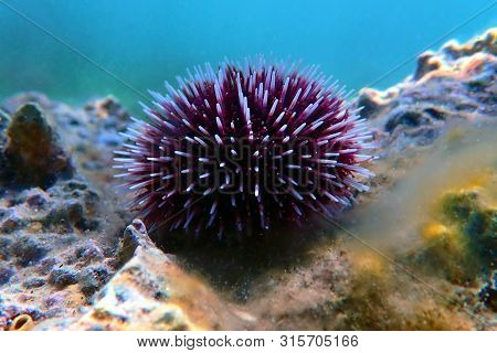 Underwater Mediterranean Purple Sea Urchin - Sphaerechinus Granularis