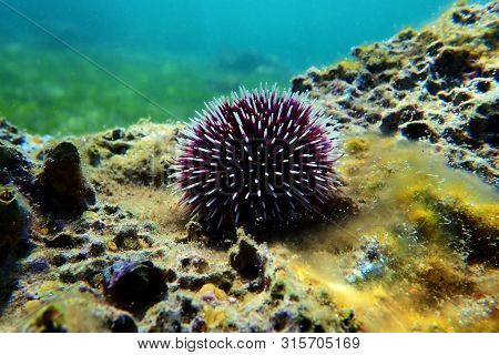 Underwater Mediterranean Purple Sea Urchin - Sphaerechinus Granularis
