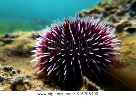 Underwater Mediterranean Purple Sea Urchin - Sphaerechinus Granularis