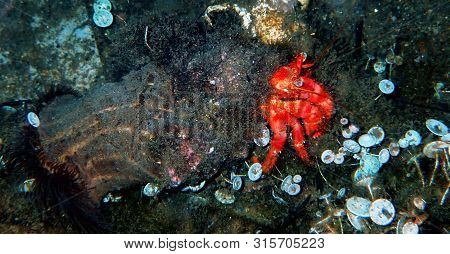 Red Hermit Anemone Caring Crab (dardanus Arrosor)