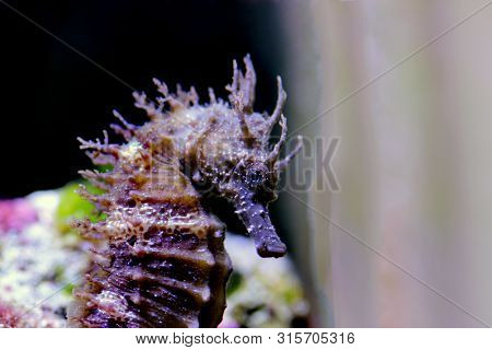 Profile Of Mediterranean Seahorse In Saltwater Aquarium Tank - Hippocampus Guttulatus
