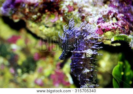 Profile Of Mediterranean Seahorse In Saltwater Aquarium Tank - Hippocampus Guttulatus