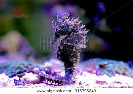 Profile Of Mediterranean Seahorse In Saltwater Aquarium Tank - Hippocampus Guttulatus