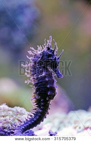Profile Of Mediterranean Seahorse In Saltwater Aquarium Tank - Hippocampus Guttulatus