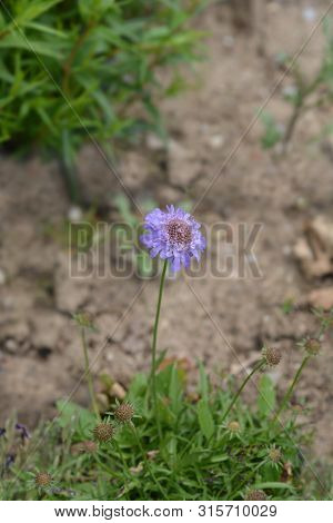 Dove Scabious Flower - Latin Name - Scabiosa Columbaria