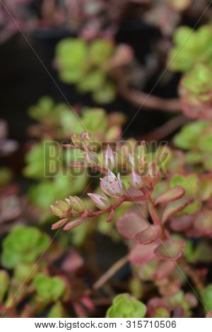 Two-row Stonecrop Pink Flower - Latin Name - Sedum Spurium