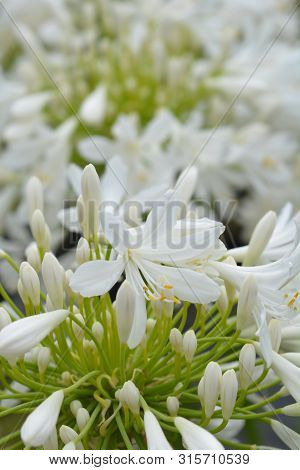 White African Lily Flower - Latin Name - Agapanthus Africanus Albus