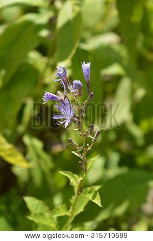 Alpine Blue Slow-thistle Flower - Latin Name - Lactuca Alpina (cicerbita Alpina)