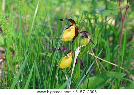 Paphiopedilum Hybrids Slipper Orchids Venus Slipper Flowers. Exotic Orchid Macro Image.