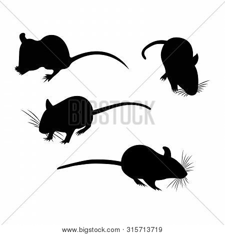 Silhouette. Pet Rat. Cute Rat. Cute Pet. Decorative Rat. Domestic Rat.