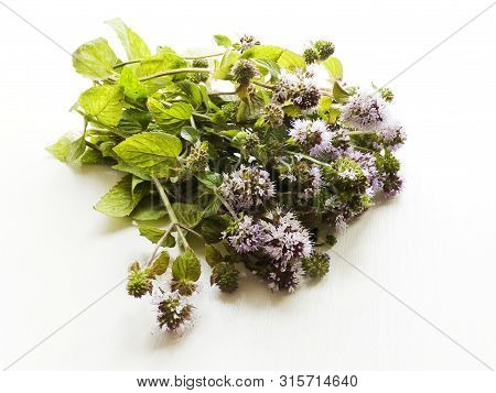 Wild River Mint