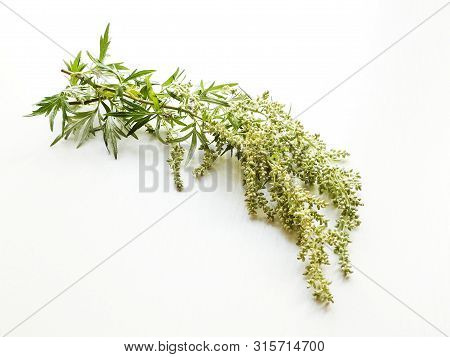 Sagebrush On White