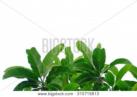 Elephant Apple Tree With Leaves Branches And Sunlight On White Isolated Background For Green Foliage