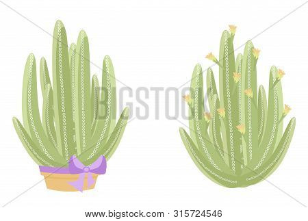 Two Isolated Cactus On White Background. Cute Succulent In A Pot And On Pebbles. Vector Illustration