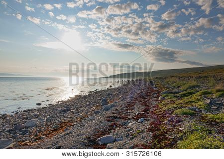 Sredniy Peninsula, Murmansk Region, Algae Thrown Surf, Shore Of The Arctic Ocean, Sredniy Peninsula