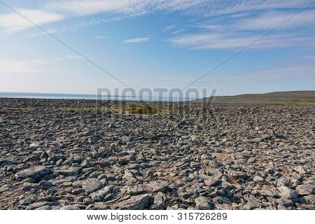 Sredniy Peninsula, Murmansk Region, Algae Thrown Surf, Shore Of The Arctic Ocean, Sredniy Peninsula