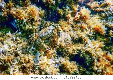 Warty Crab On Reef Underwater Eriphia Verrucosa