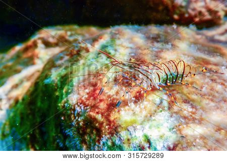 Rock Shrimp Underwater, Common Shrimp, (palaemon Serratus) Underwater