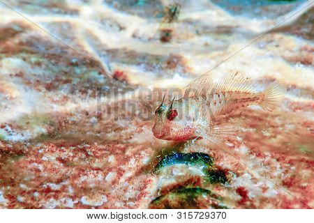 Blenny Fish On Reef, Underwater Marine Wildlife