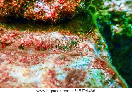 Rock Shrimp Underwater, Common Shrimp, (palaemon Serratus) Underwater