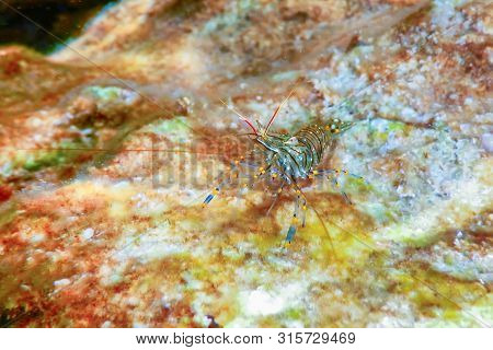 Rock Shrimp Underwater, Common Shrimp, (palaemon Serratus) Underwater